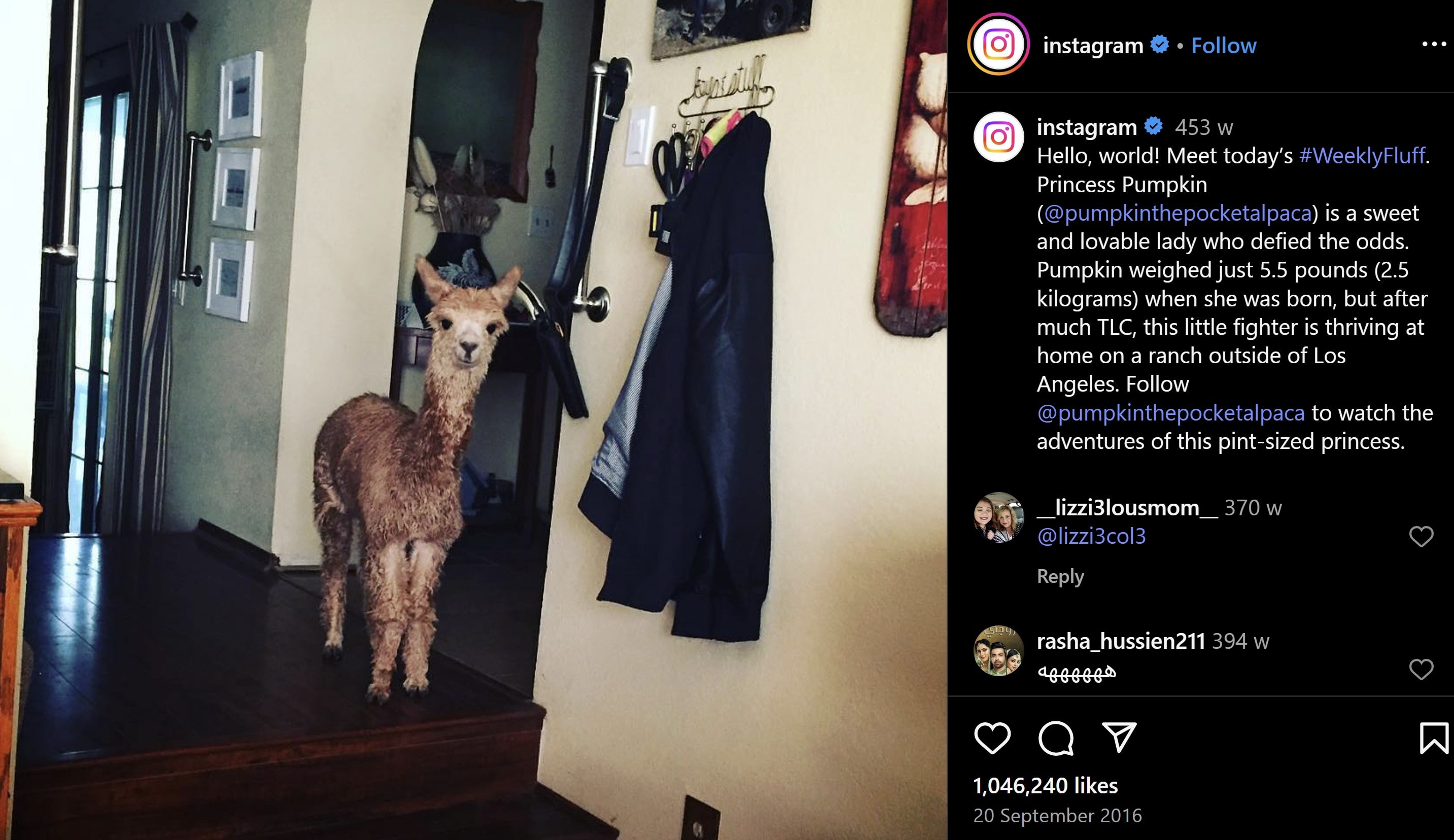 Instagram creating their own hashtags